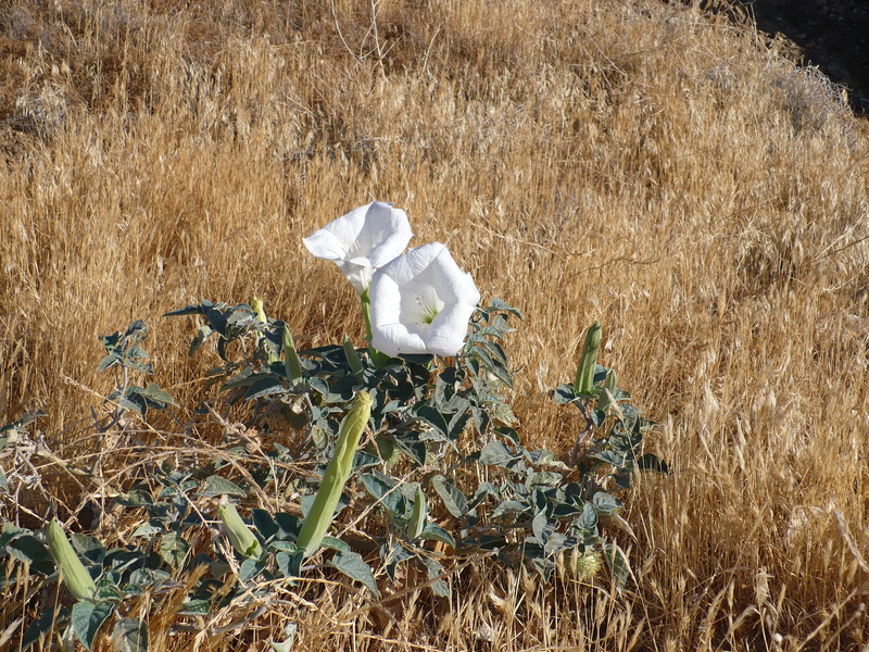 flowers in desert