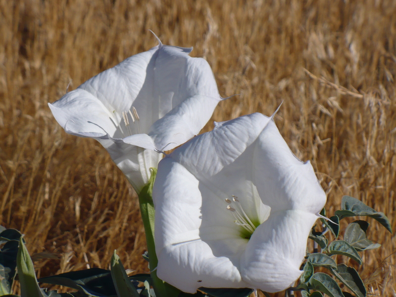 flowers in desert