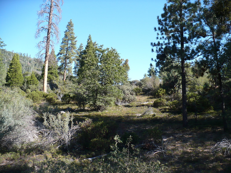 meadow along highway