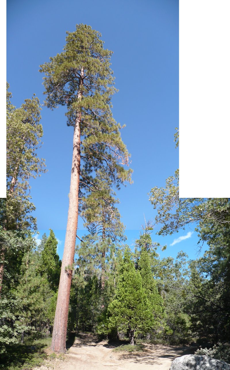 trees entering forest