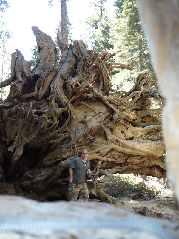 fallen tree roots