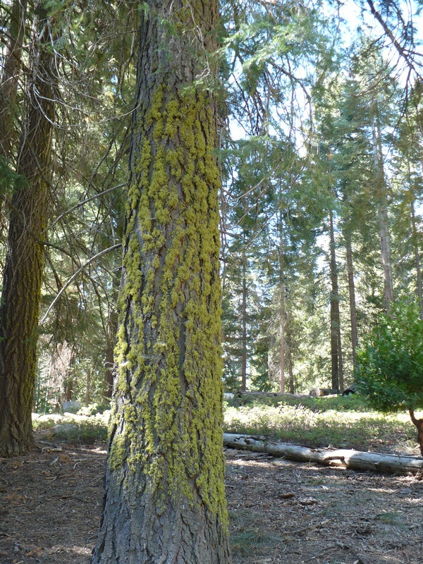 lichen on trunk