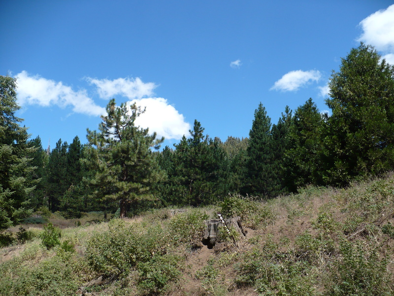 along forestry road