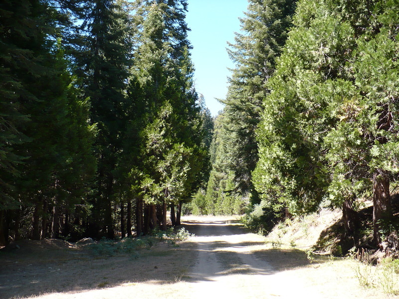 along forestry road