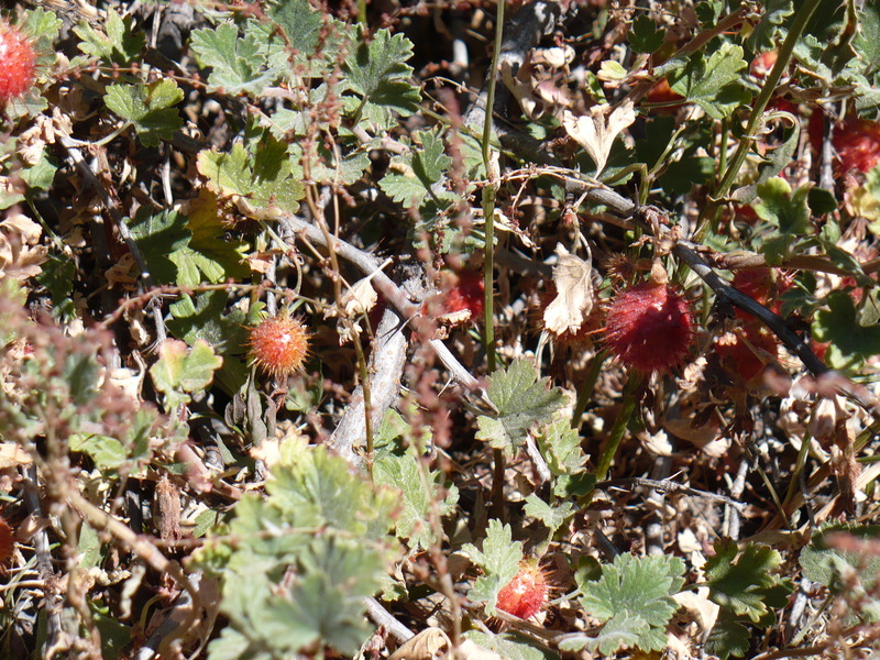 along forestry road