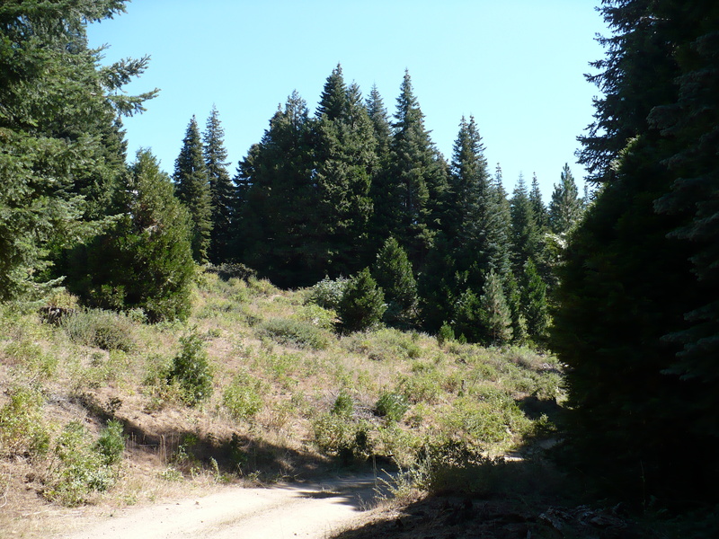 along forestry road