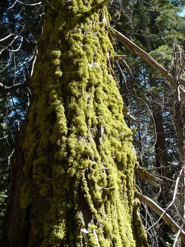 along forestry road