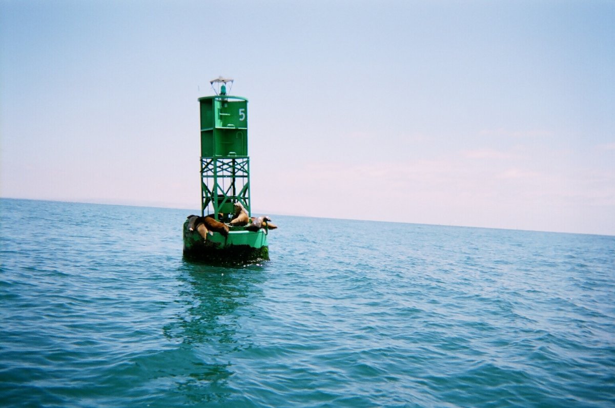 Sealions on a buoy