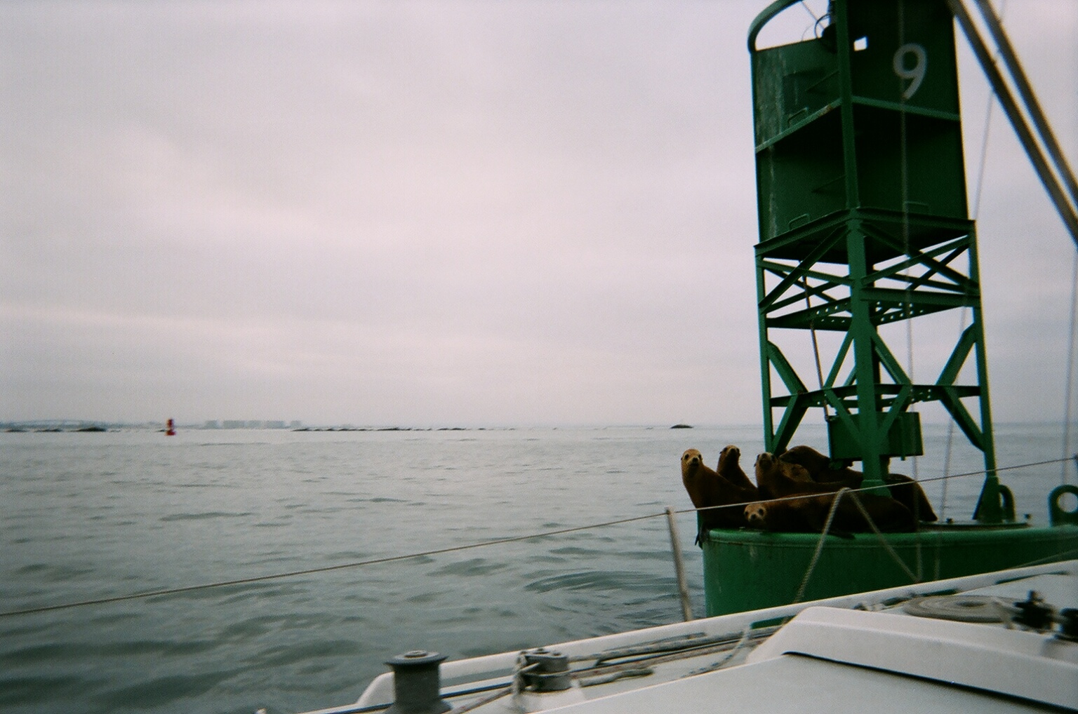 buoy with sea lions