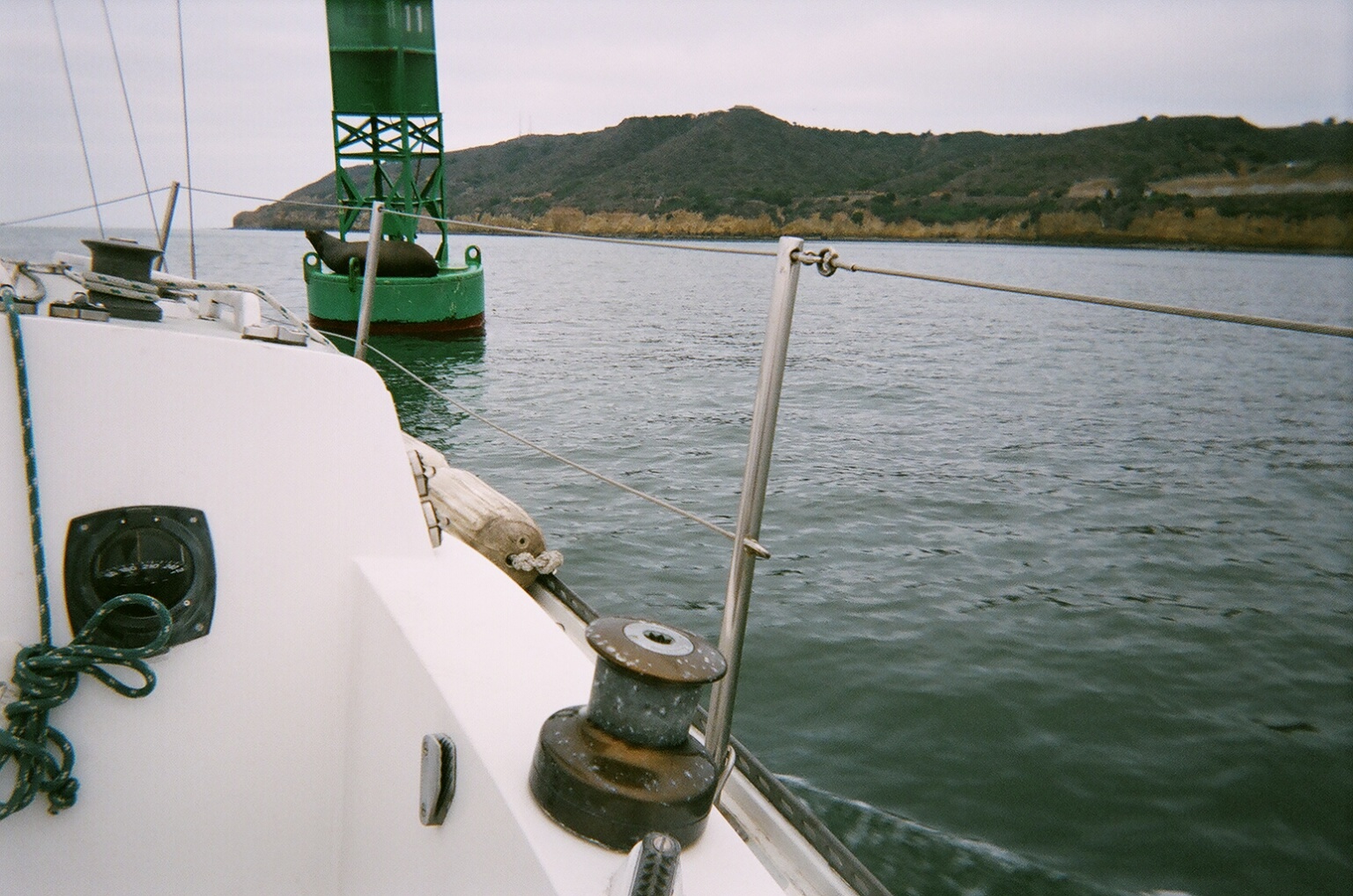 buoy with sea lion