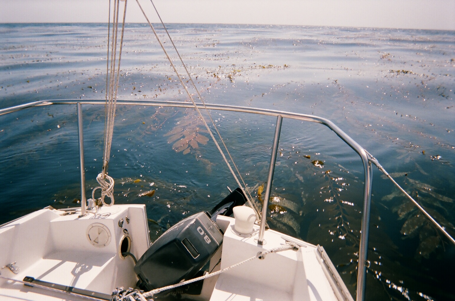 sailing through the kelp beds off Point Loma 2