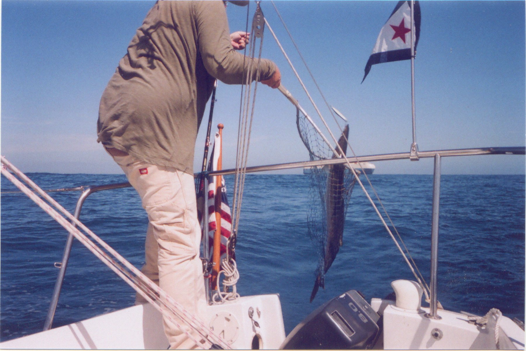 barracuda in net