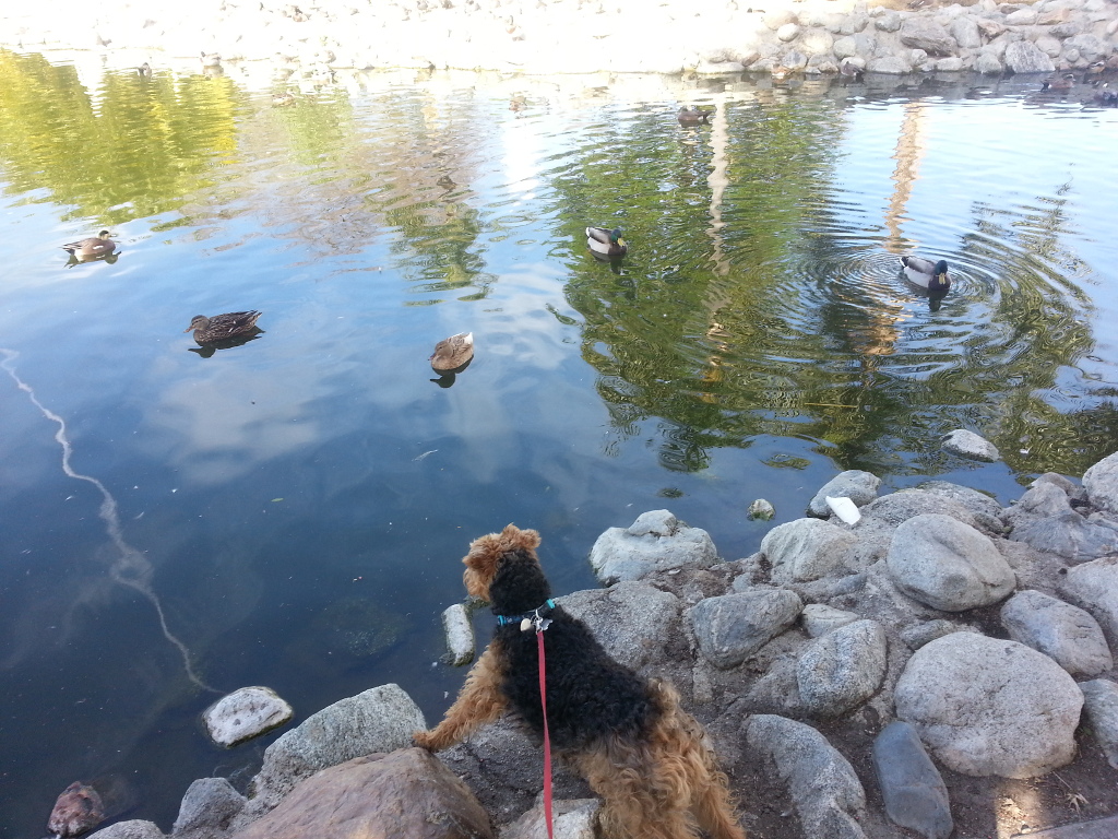 Marilyn Ponders Ducks