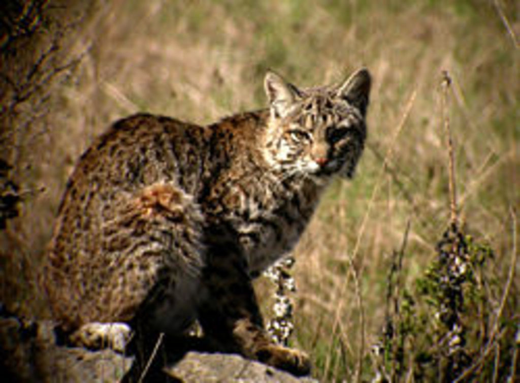 250px-Bobcat_stare_sm.JPG