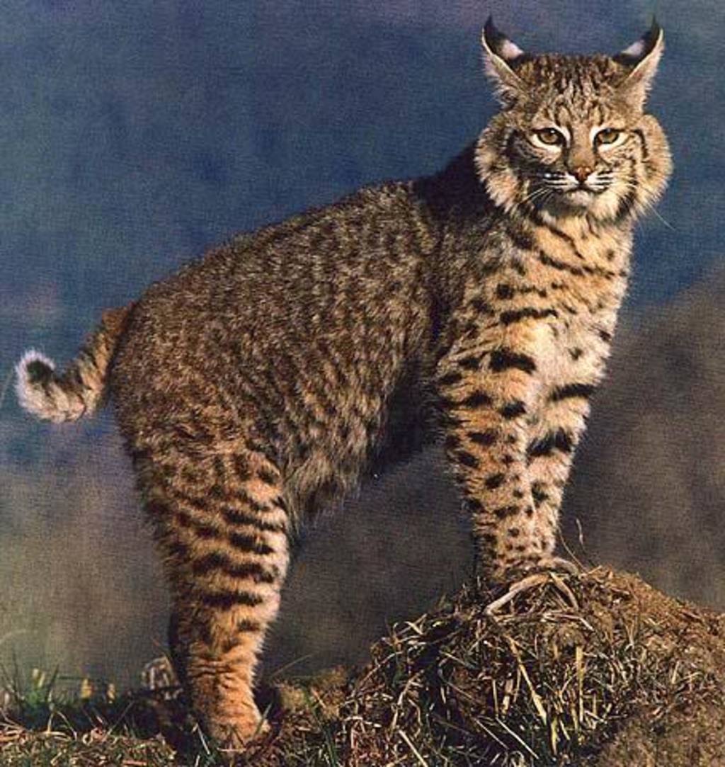 Bobcat_04_sm.JPG