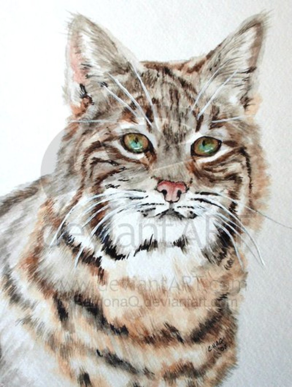 Bobcat_by_RamonaQ_sm.JPG