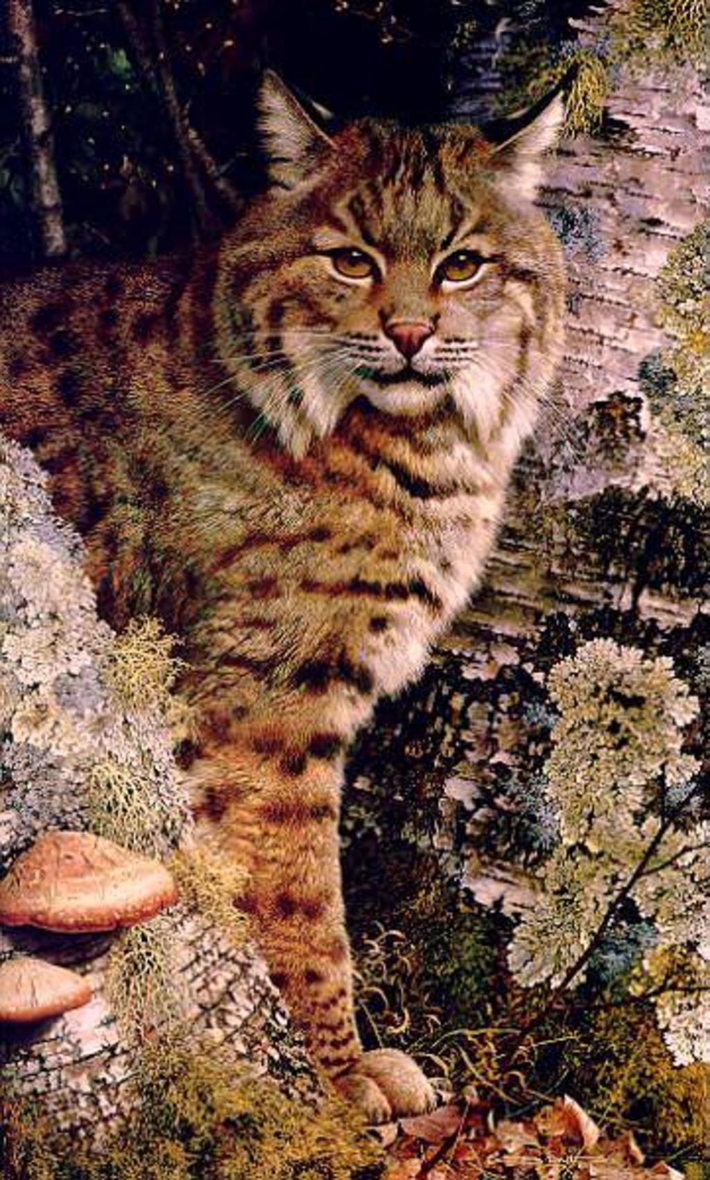 WildlifeArt-bobcat_sm.JPG